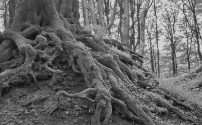 Back to DNA pour construire l’avenir, se reconnecter au passé